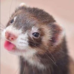 Meet your Posher, Crimson